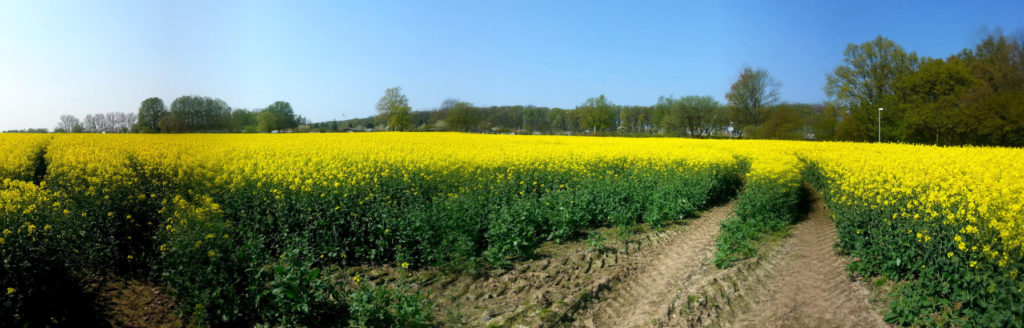 im Rapsfeld