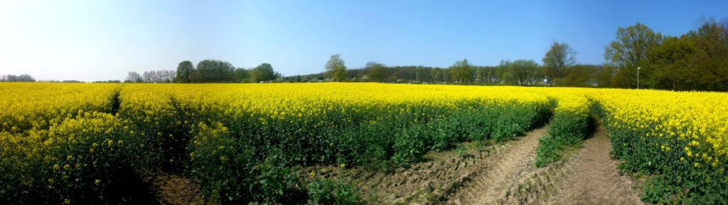 im Rapsfeld