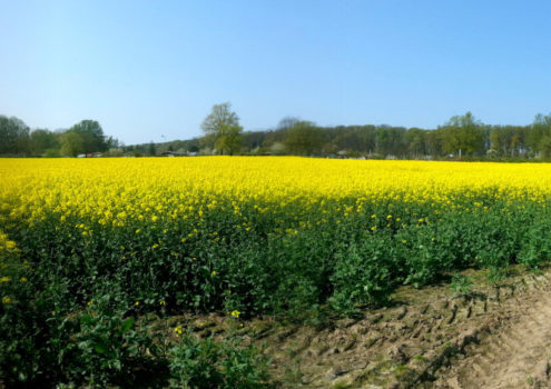 im Rapsfeld